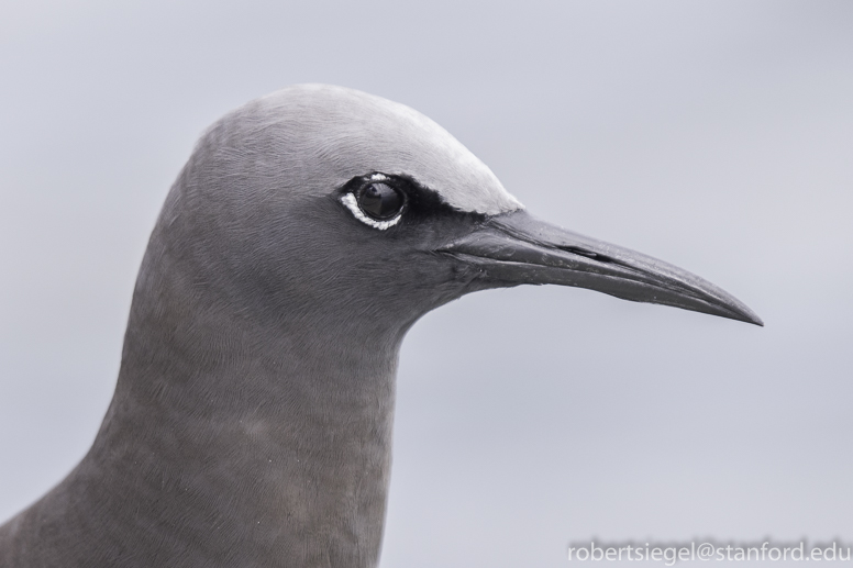 galapagos